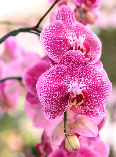 Kwiat orchidei phalaenopsis