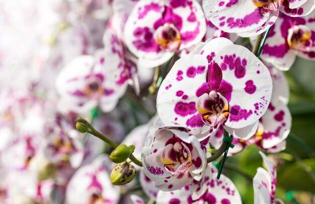 Bezpłatne zdjęcie kwiat orchidei phalaenopsis