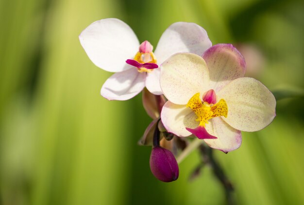 Kwiat orchidei spathoglottis plicata