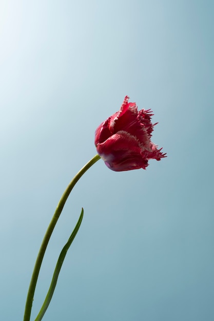 Kwiat tulipana na niebie