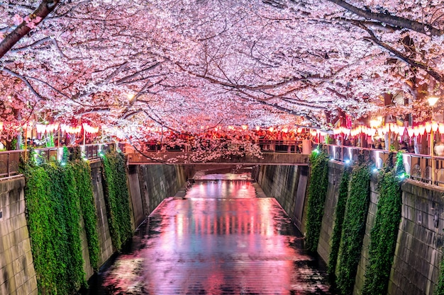 Kwiat wiśni rośnie wzdłuż rzeki Meguro w Tokio, Japonia