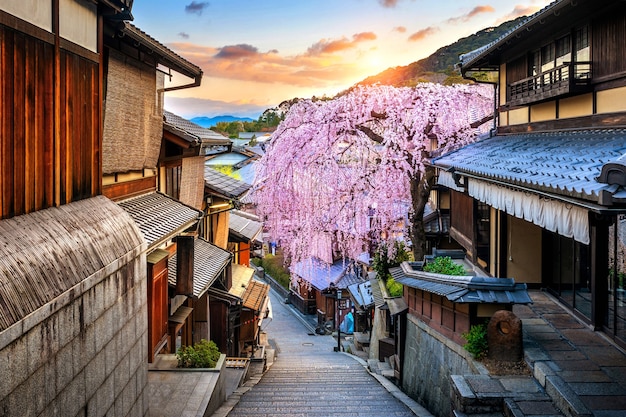 Kwiat wiśni wiosną w historycznej dzielnicy Higashiyama w Kioto w Japonii.
