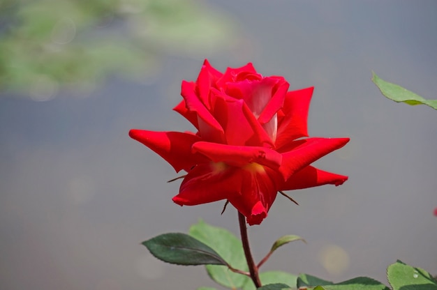 Bezpłatne zdjęcie kwiat z czerwonymi płatkami