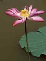 Bezpłatne zdjęcie kwiat z różowe płatki i żółty gynoecium