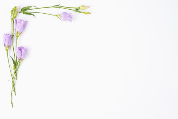 Bezpłatne zdjęcie kwiaty bzu graniczące z rogiem