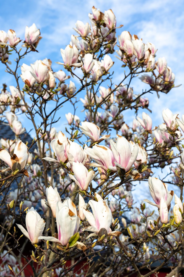 Bezpłatny plik Zdjęcie kwiaty magnolii na drzewie