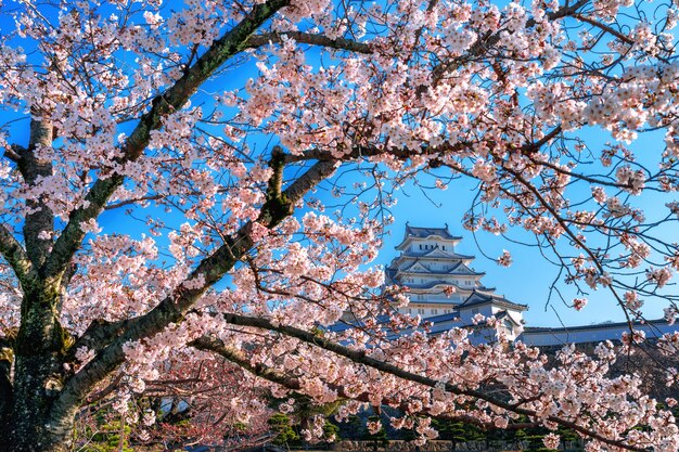 Kwiaty wiśni i zamek w Himeji w Japonii.