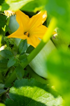 Kwitnąca cukinia w słoneczny dzień. żółty kwiat cukinii w zielonych liściach. cukinia dojrzewa w ogrodzie. skopiuj miejsce