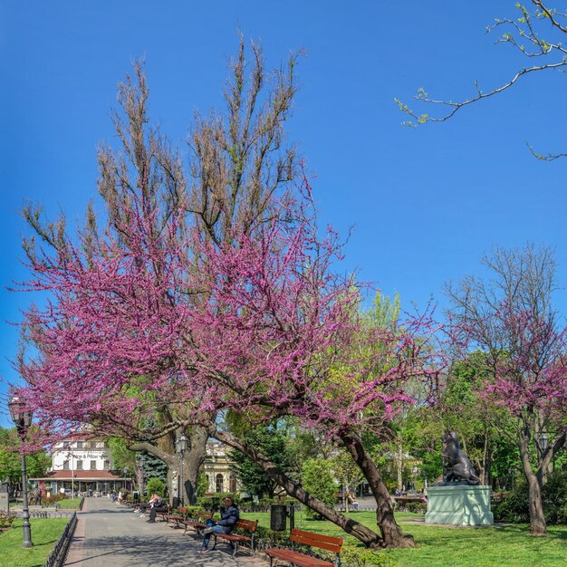 Kwitnące Drzewo Judasza W Ogrodzie Miejskim W Odessie Na Ukrainie Premium Zdjęcia