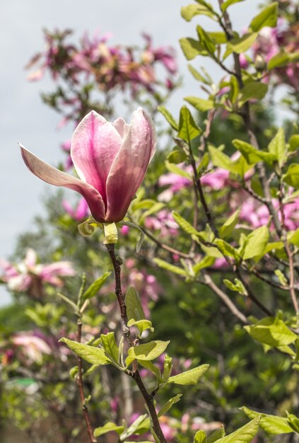 kwitnące drzewo magnolii z bliska, pojęcie kwiatów i wiosny