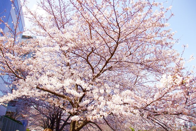 Kwitnące wiśnie w Japonii w kwietniu
