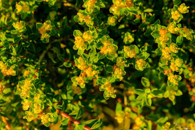 Kwitnący, endemiczny krzew wilczomlecza maltańskiego Euphorbia melitensis