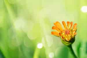 Bezpłatne zdjęcie kwitnący kwiat pomarańczy w ogrodzie makro