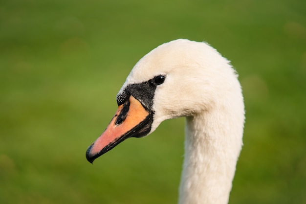 Łabędź niemy, Cygnus olor, dorosły, z bliska. Piękny biały łabędź.