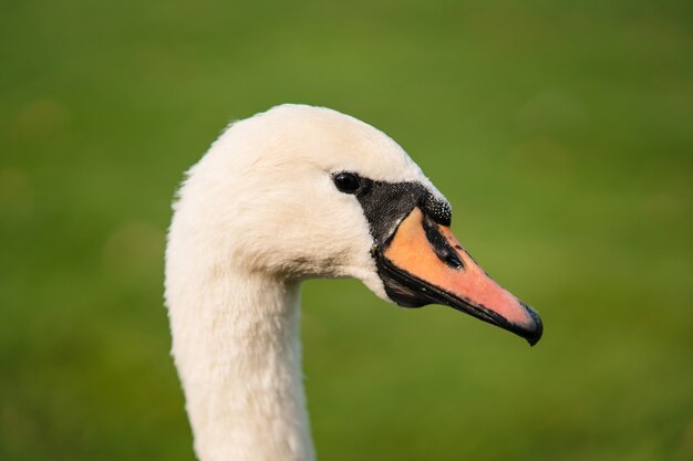 Łabędź niemy, Cygnus olor, dorosły, z bliska. Piękny biały łabędź.