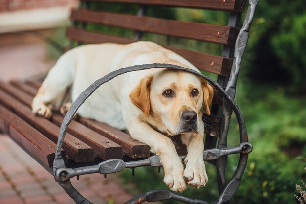 Labrador siedzący na ławce w parku