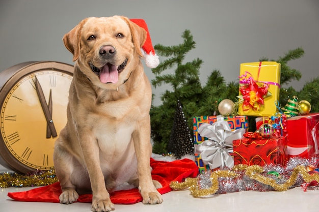 Labrador z czapką Mikołaja. Girlanda noworoczna