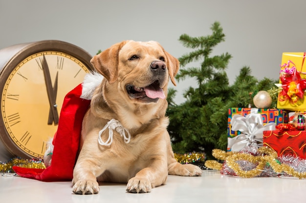 Labrador z czapką Mikołaja oraz noworoczną girlandą i prezentami. Dekorację świąteczną samodzielnie na szarym tle