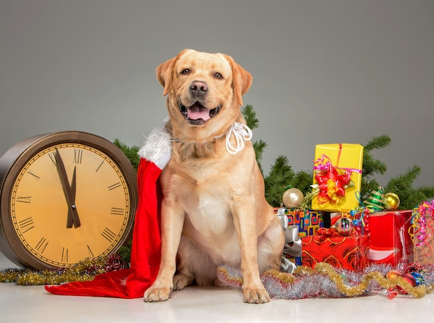 Labrador z czapką Mikołaja oraz noworoczną girlandą i prezentami.