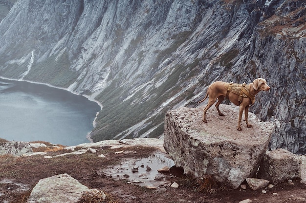 Bezpłatne zdjęcie Ładny brązowy pies stojący na szczycie norweskiego fiordu.