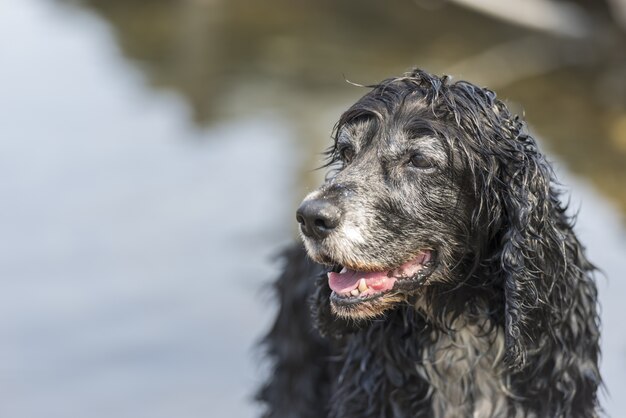 Ładny czarny pies cocker spaniel na zewnątrz w słoneczny dzień