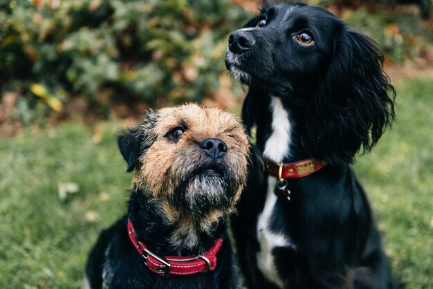 Ładny czarny spaniel pies i border terrier siedzi na trawie