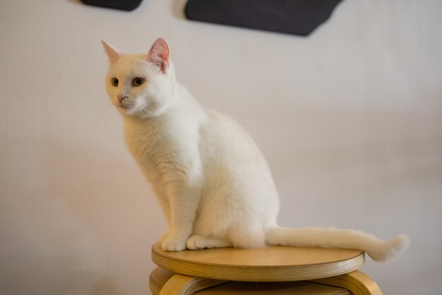 Ładny kot siedzi na białym krześle w pokoju, z bliska.