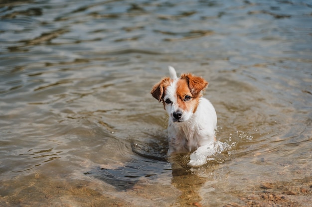 Ładny mały pies jack russell pływanie w jeziorze. czas letni. zwierzęta, przygoda i przyroda