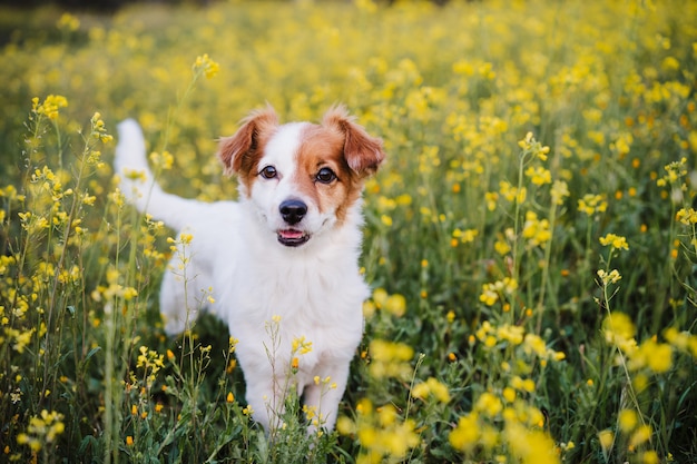 Ładny mały pies jack russell siedzi na zewnątrz w tle łąka żółte kwiaty. wiosna, szczęśliwe zwierzaki w przyrodzie