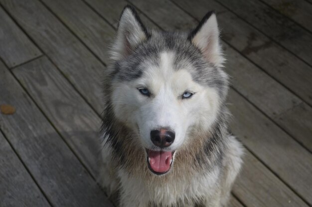 Ładny pies husky syberyjski siedzi na szarym ganku.