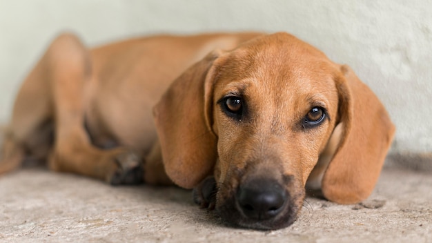 Bezpłatne zdjęcie Ładny pies ratowniczy w schronisku czeka na adopcję