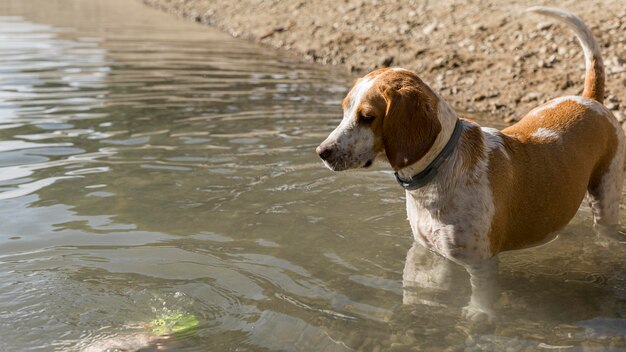 Ładny pies stojący w wodzie
