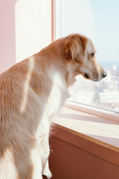 Ładny pies wygląda przez okno