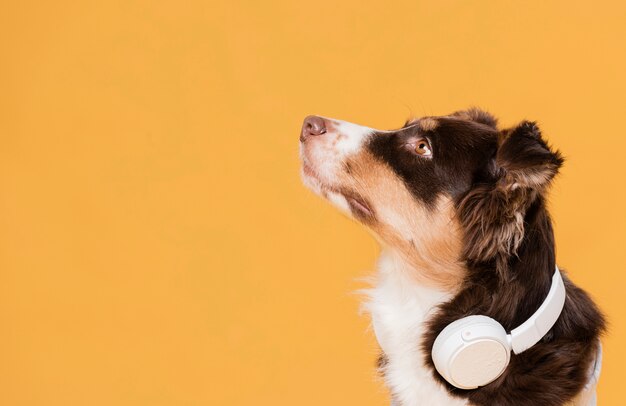 Ładny pies ze słuchawkami