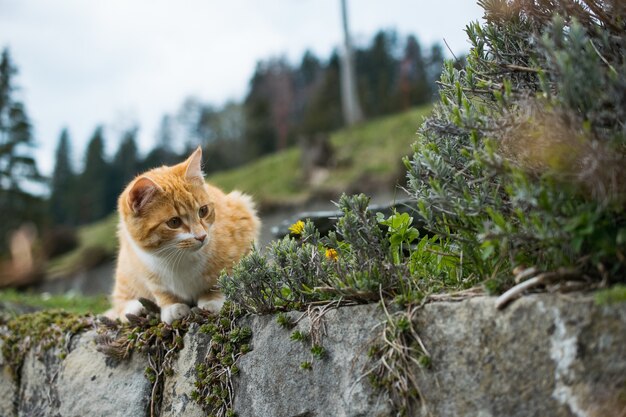 Ładny pomarańczowy kot bawi się trawą