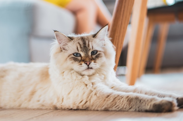 Ładny puszysty kot domowy siedzący na podłodze
