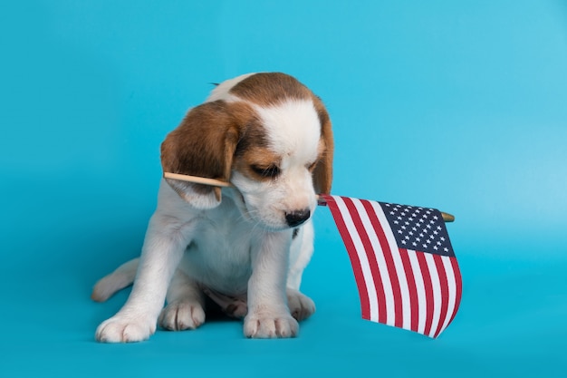 Bezpłatne zdjęcie Ładny sprytny szczeniak rasy beagle z flagą amerykańską w ustach