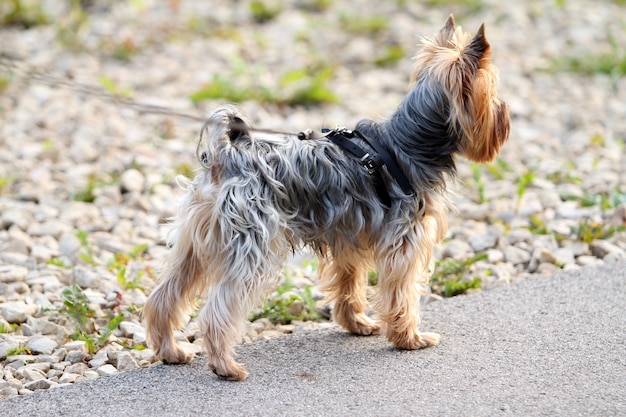 Bezpłatne zdjęcie Ładny yorkshire terrier