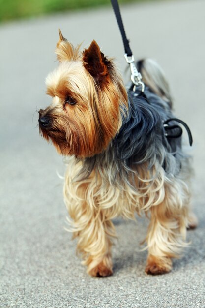 Ładny yorkshire terrier