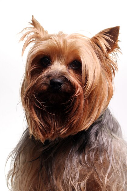 Ładny yorkshire terrier