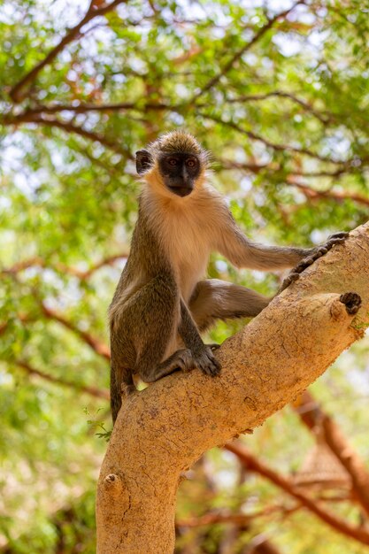 Langur brązowy i biały stojący na gałęzi drzewa w Senegalu