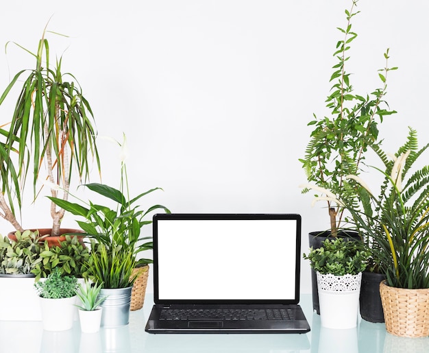 Laptop z pustym białym ekranem między doniczkowymi roślinami na biurku