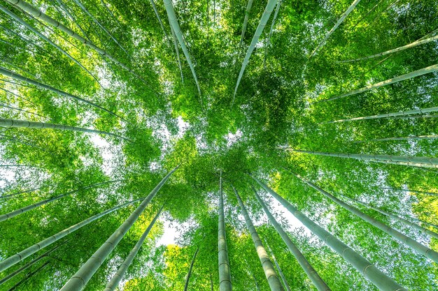 Las bambusowy. Tło natura.