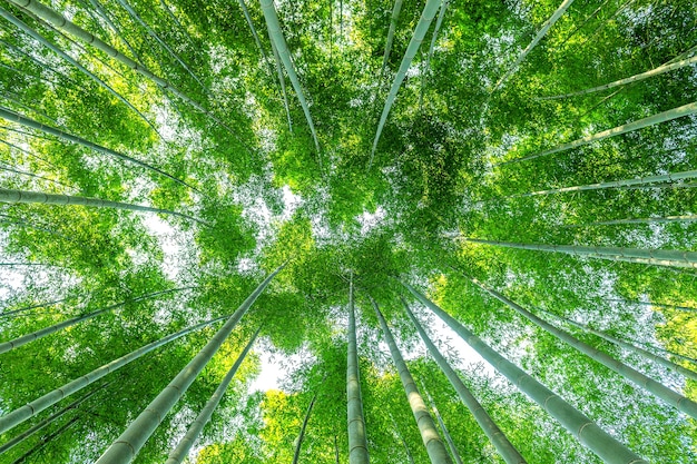 Las bambusowy. Tło natura.