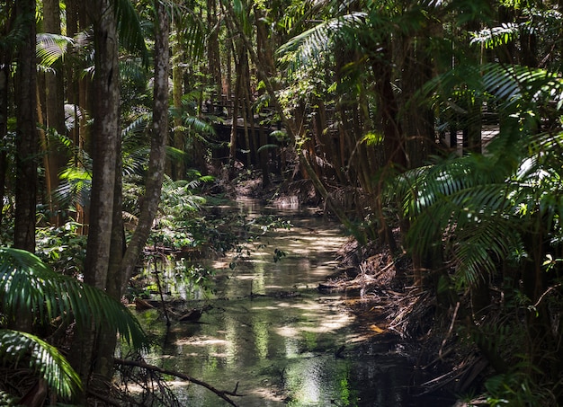 Las deszczowy Fraser Island