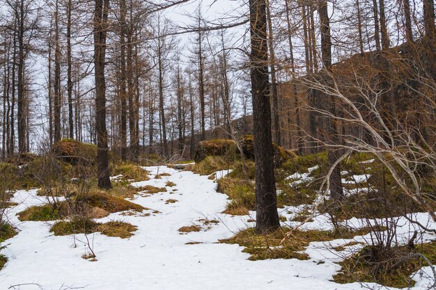 Las otoczony drzewami i trawą pokrytą śniegiem pod zachmurzonym niebem na Islandii