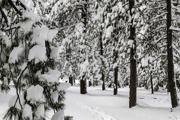 las otoczony drzewami pokrytymi śniegiem pod słońcem