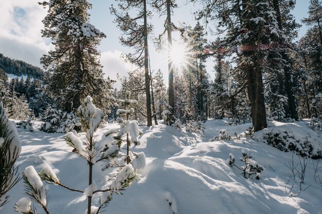 Las otoczony drzewami pokrytymi śniegiem w promieniach słońca w zimie