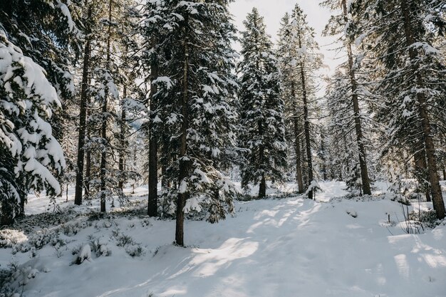 Las otoczony drzewami pokrytymi śniegiem w promieniach słońca w zimie