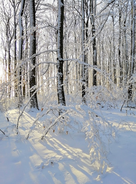 Las otoczony drzewami pokrytymi śniegiem w słońcu w Larvik w Norwegii